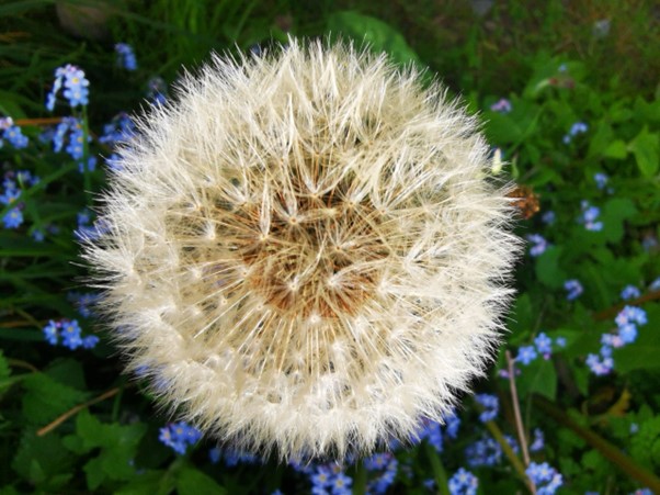 Finola Farrant entry