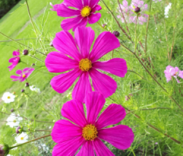 3 pink flowers in a garden