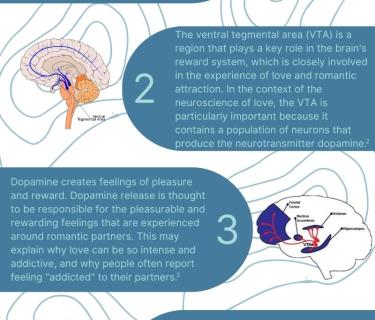 Neueroscience of Love infographic