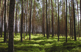 Back to Nature: The Psychological Benefits of the Colour…